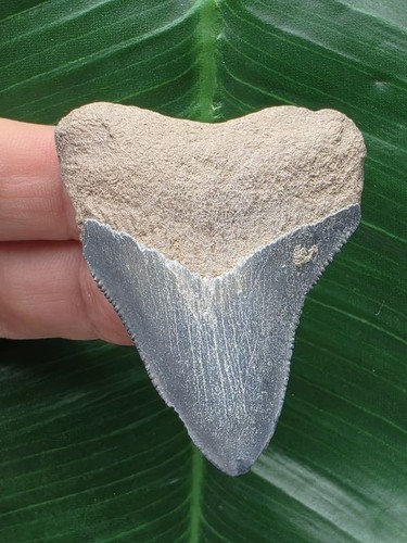Dente azzurro del - , megalodonte
