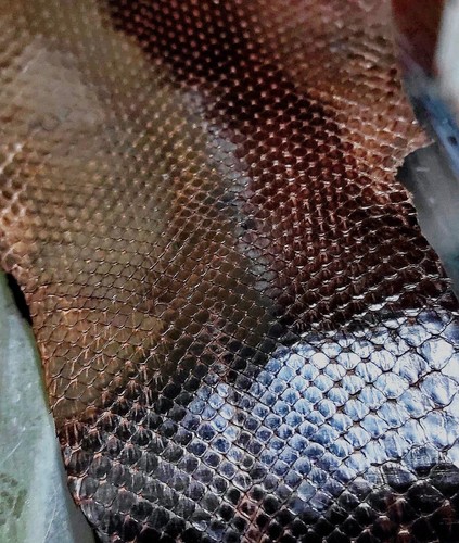 Vera pelle pitone - pelle,