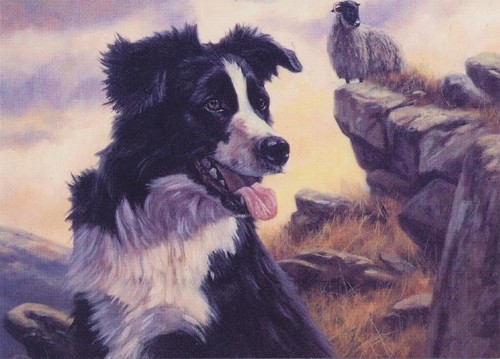 Border collie pecora - collie, pastore