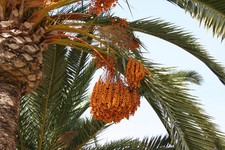 True Date Palm, Phoenix