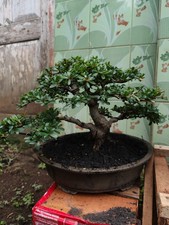 REAL PICTURE BONSAI Black