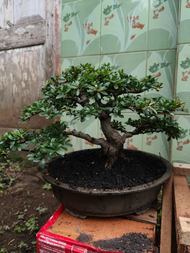 Quadro reale bonsai - quadro, oliva
