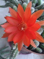 Chamaecereus silvestrii cactus