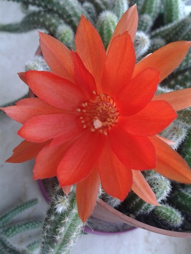 Chamaecereus silvestrii cactus