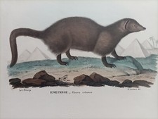 1863/79 R. Petraroia Mangusta d' Egitto Viverra icheumon