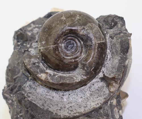 Ammonite ptychites - ammonite,,