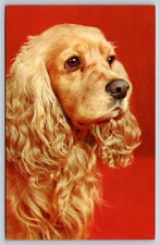 Cocker Spaniel Portrait Golden
