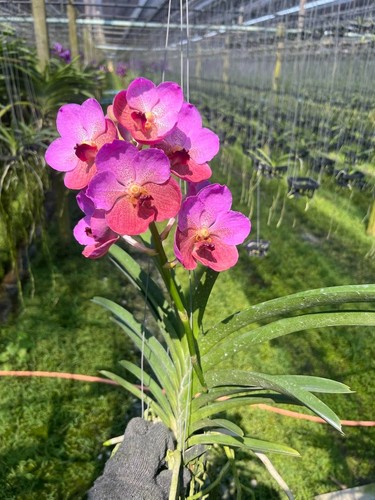 Hybrid vanda first crush - vanda, 'first