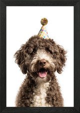 Lagotto Romagnolo cane con