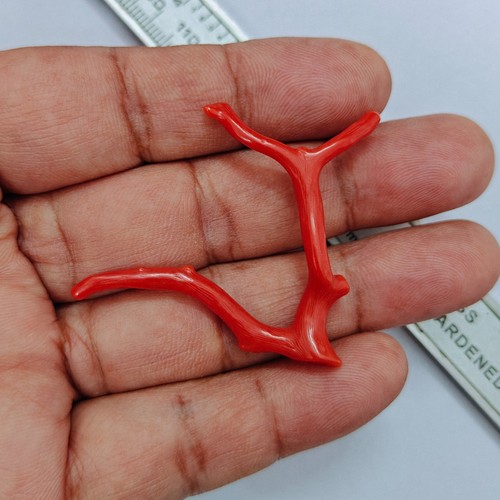 Corallo rosso italiano