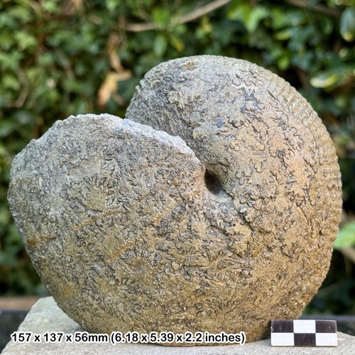 Rare macrocephalites - rare,