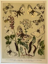 Farfalle cromolitografia - farfalle,