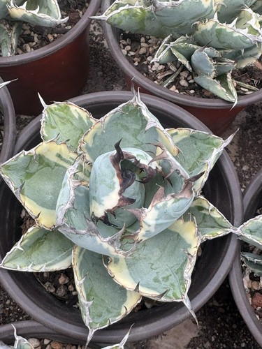Rara pianta succulenta agave - rara,