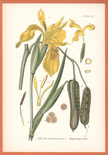 Wasser schwertlilie iris - wasser,