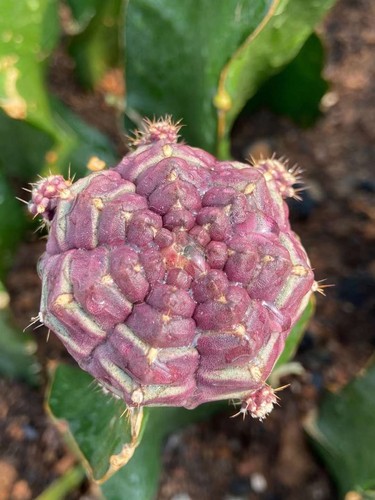 Gymnocalycium mihanovichii day - gymnocalycium,