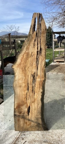 Tavola legno ulivo - tavola, di