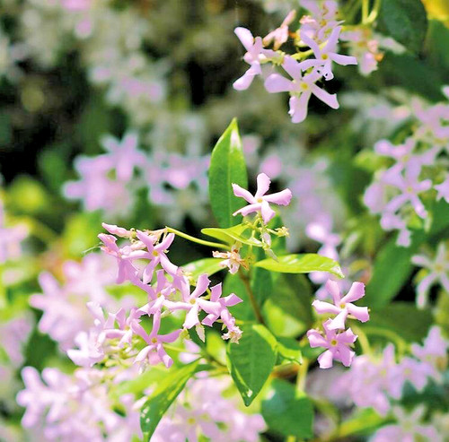 Trachelospermum asiaticum pink - trachelospermum,