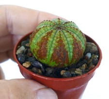 Euphorbia obesa GREEN BALL WITH BROWN ARROWS - pianta da baseball | pianta di riccio di mare