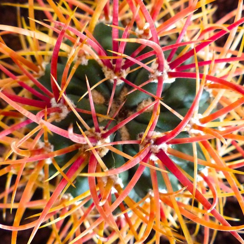Ferocactus chrysacanthus