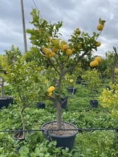 Piante di limone (Citrus limon