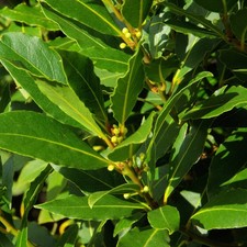 Alloro "Laurus Nobilis" 3