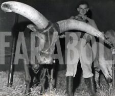 Foto vintage Francia, Mucca con grandi corna, stampa 18x12 cm