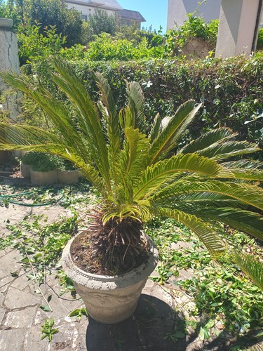 Pianta giardino cycas - da,
