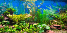 120X61Cm Acquario Sfondo Pianta Acquatica Fiume Letto & Lago Acquario Poster Sfo