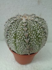 Astrophytum asterias