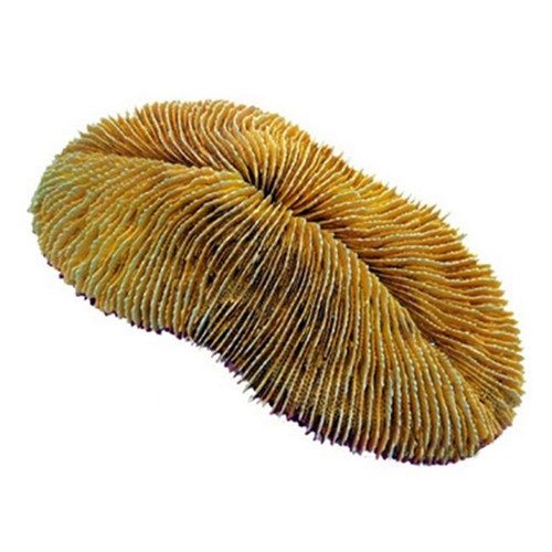 Aql corallo resina - in,