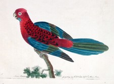 1789, SHAW & NODDER RAME ACQUERELLO ANTICO ORIGINALE SPLENDIDO PAPPAGALLO V5B