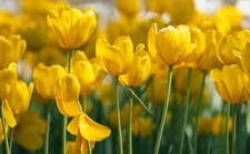 8 bulbi di TULIPANI GOLDEN