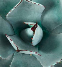 Agave forma parryi BLU 'Huntington' - NO variegato variegato