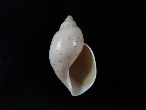 Sea shell ampulla priamus - shell,