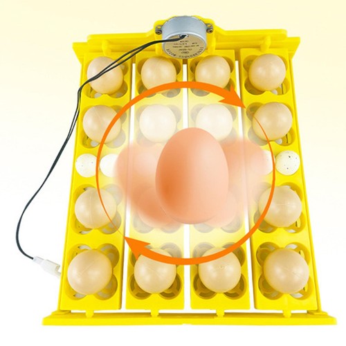 Vassoio incubatore per uova