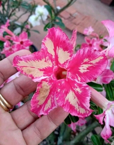 Rosas del desierto adenium - rosas,