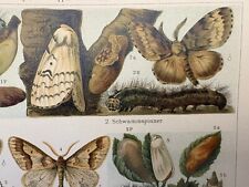 grafica antica fauna insetti