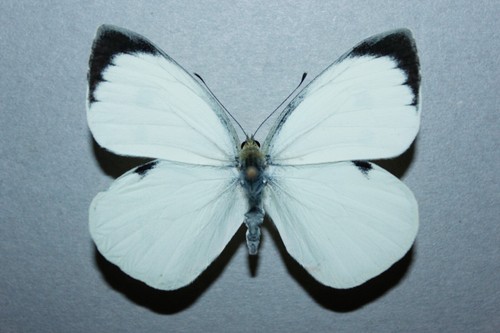 Pieris brassicae male exuvia - male,
