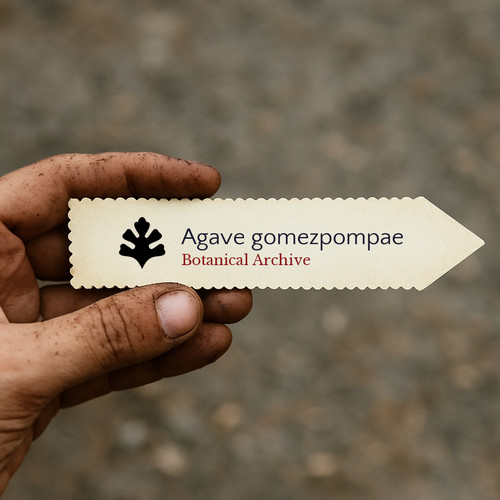 Agave gomezpompae seeds - gomezpompae,