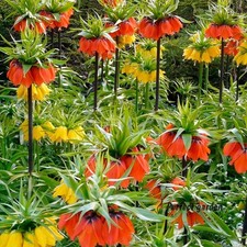 30 Semi Fritillaria Imperialis