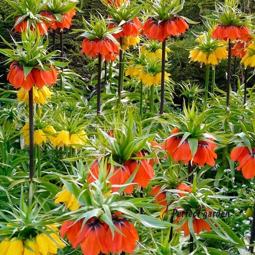 Semi fritillaria imperialis - semi,