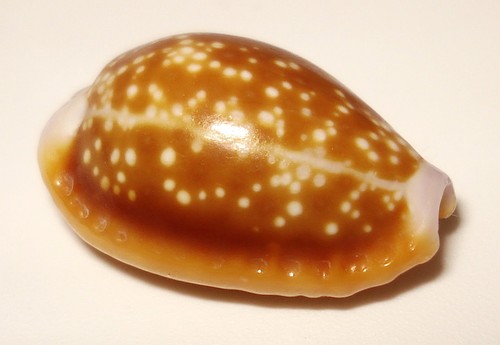 Lumaca mare cypraea helvola - di,