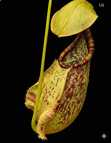 Nepenthes rafflesiana giant - nepenthes,
