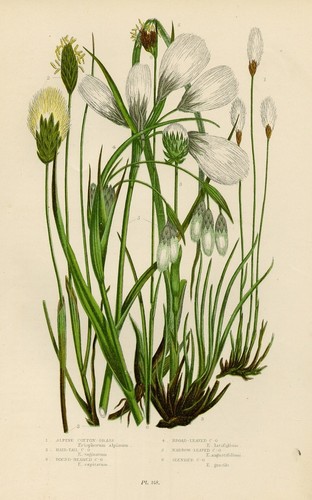 Stampa botanica antica 1899 - stampa,