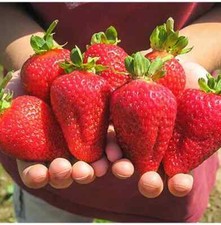 50 semi di fragola ALBION - semi freschi - 