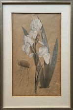 Litografia Iris Fiorentina