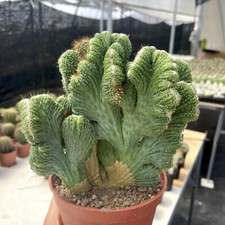 Pianta di cactus succulenta 12