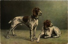 CPA AK Deutsch Kurzhaar DOGS