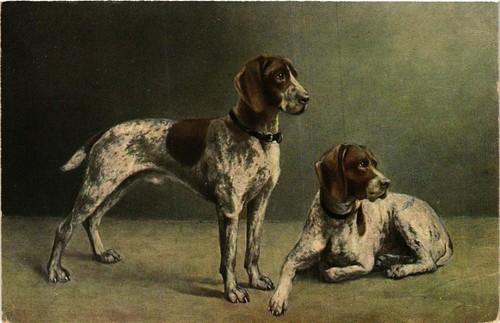 Cpa deutsch kurzhaar dogs - ak,