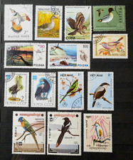 Uccellini uccellini vertebrati